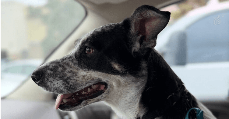 Kora - Cattle Dog