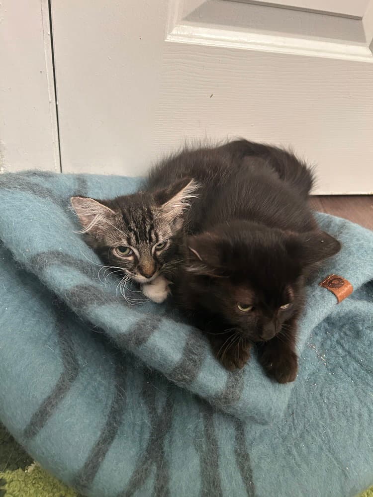 Kris - Domestic Medium Hair