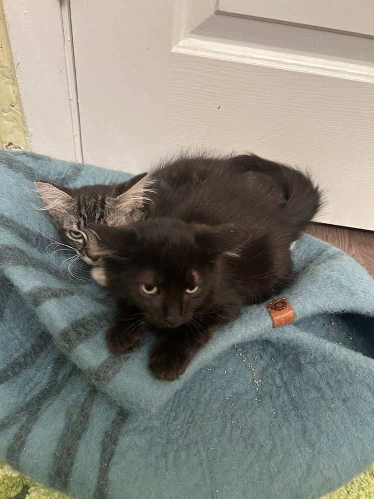 Ralsei - Domestic Medium Hair