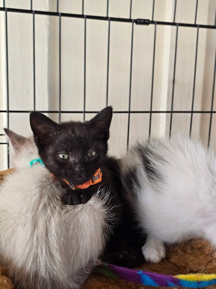 Jessie Spano - Domestic Short Hair