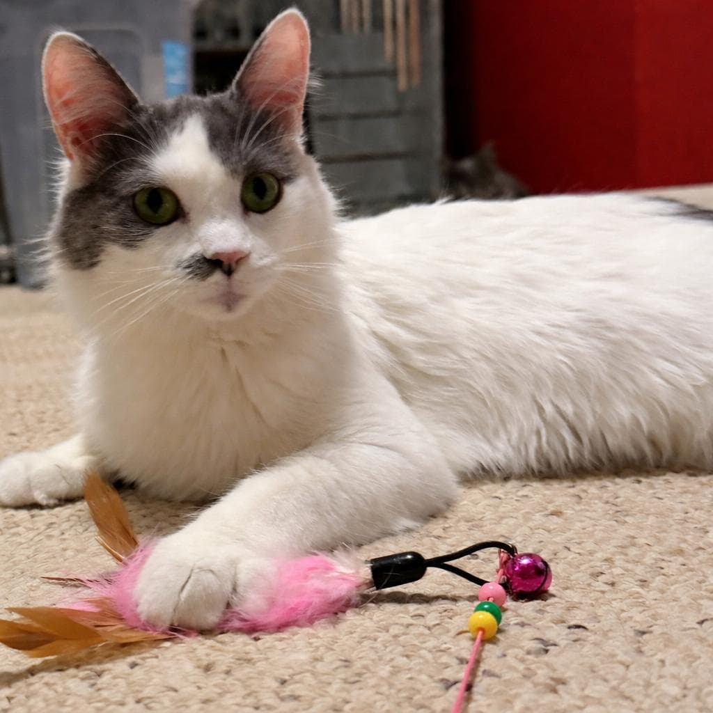 Willow - Domestic Long Hair