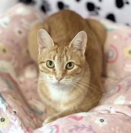 Ginger image 2