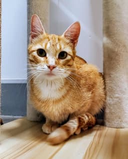 Ginger image 3