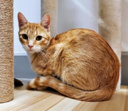 Ginger image 4