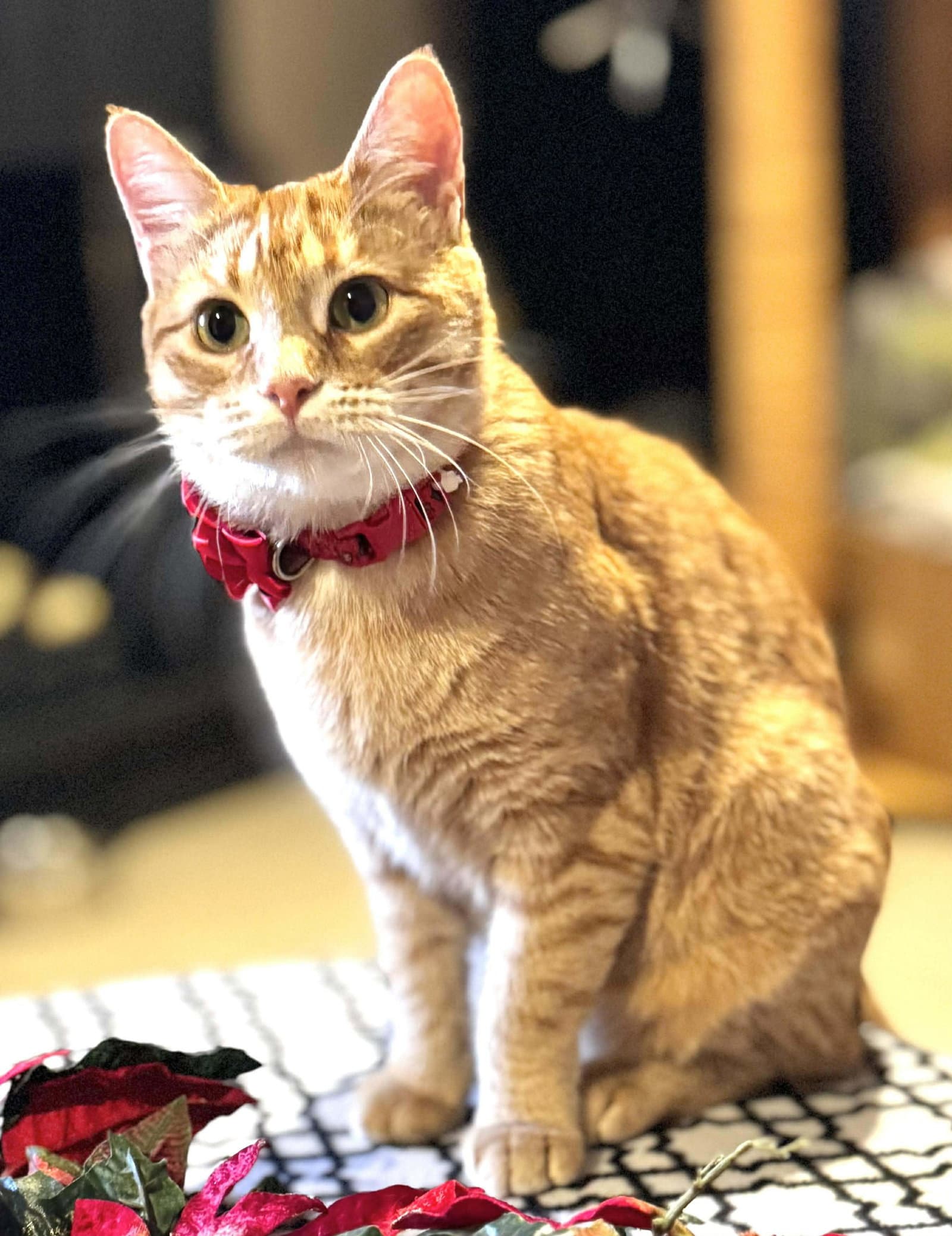 Ginger - Domestic Short Hair