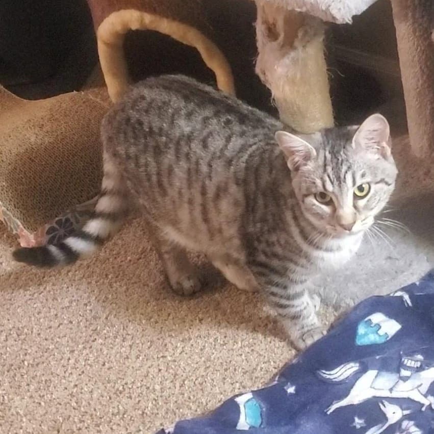 Wasabi - Domestic Short Hair