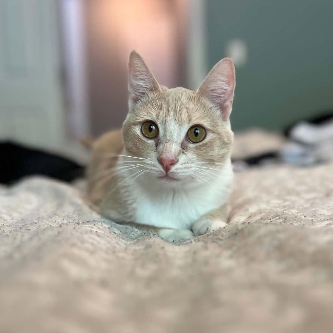 Sunny - Domestic Short Hair