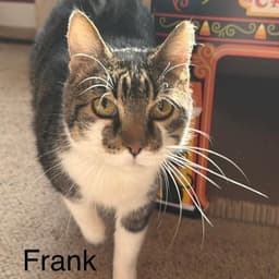 Frank image 2