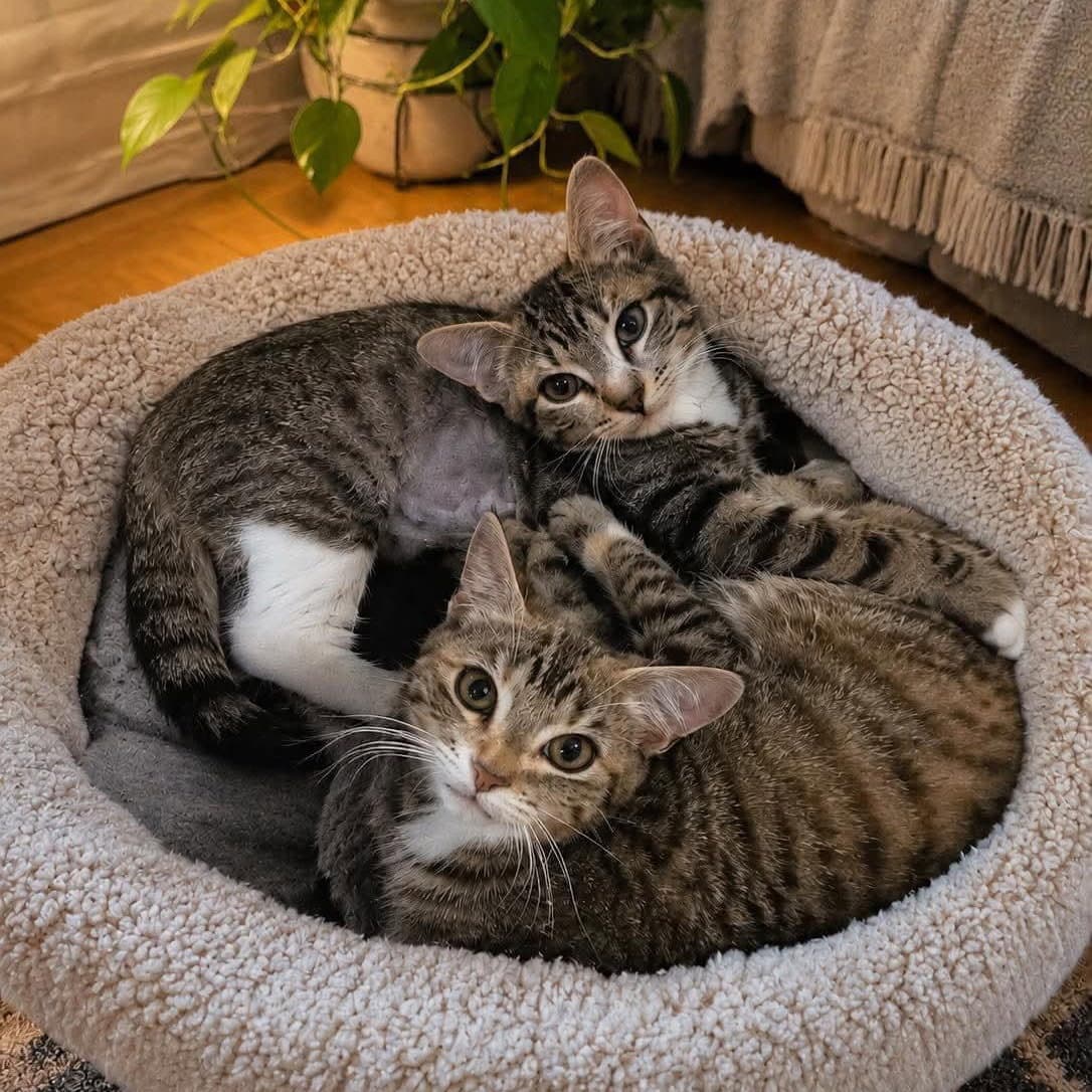 Sprinkle  Foxie - Domestic Short Hair