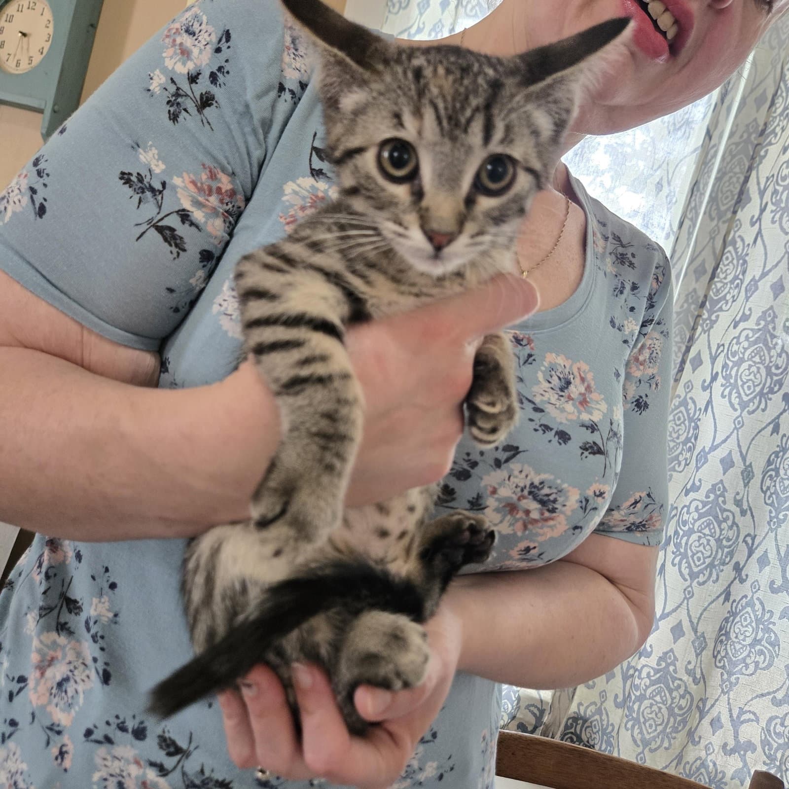 Karma - Domestic Short Hair