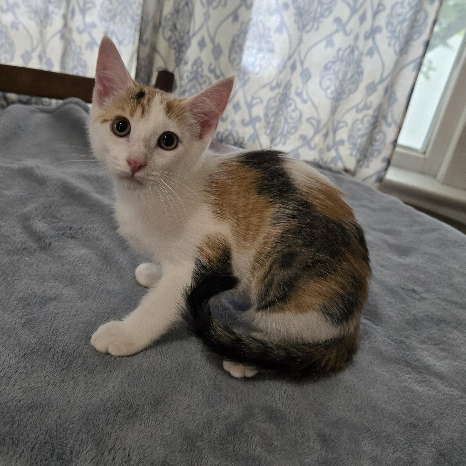 Charm - Domestic Short Hair