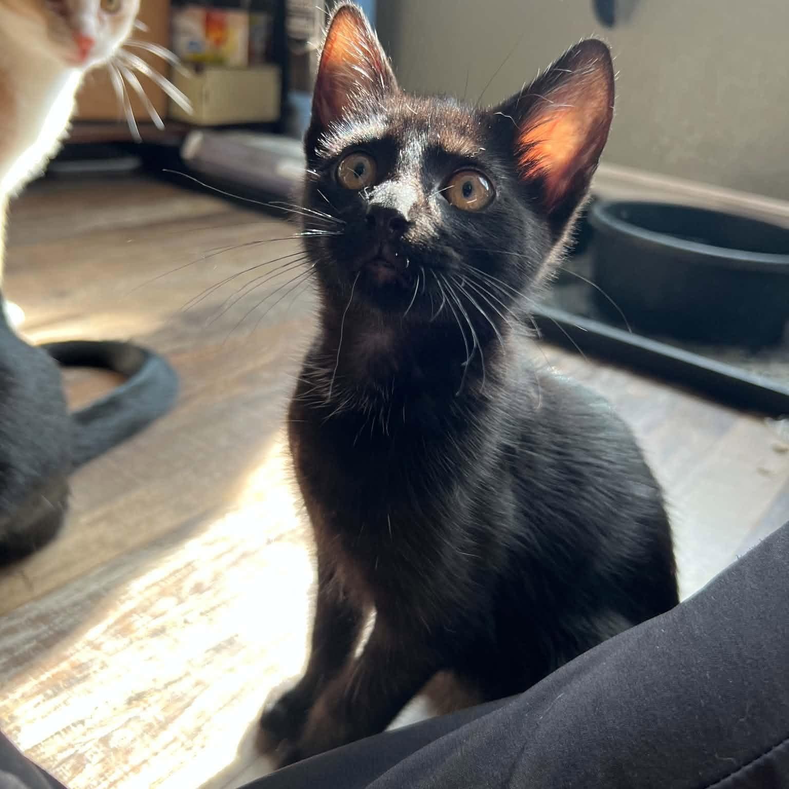 Arthur - Domestic Short Hair
