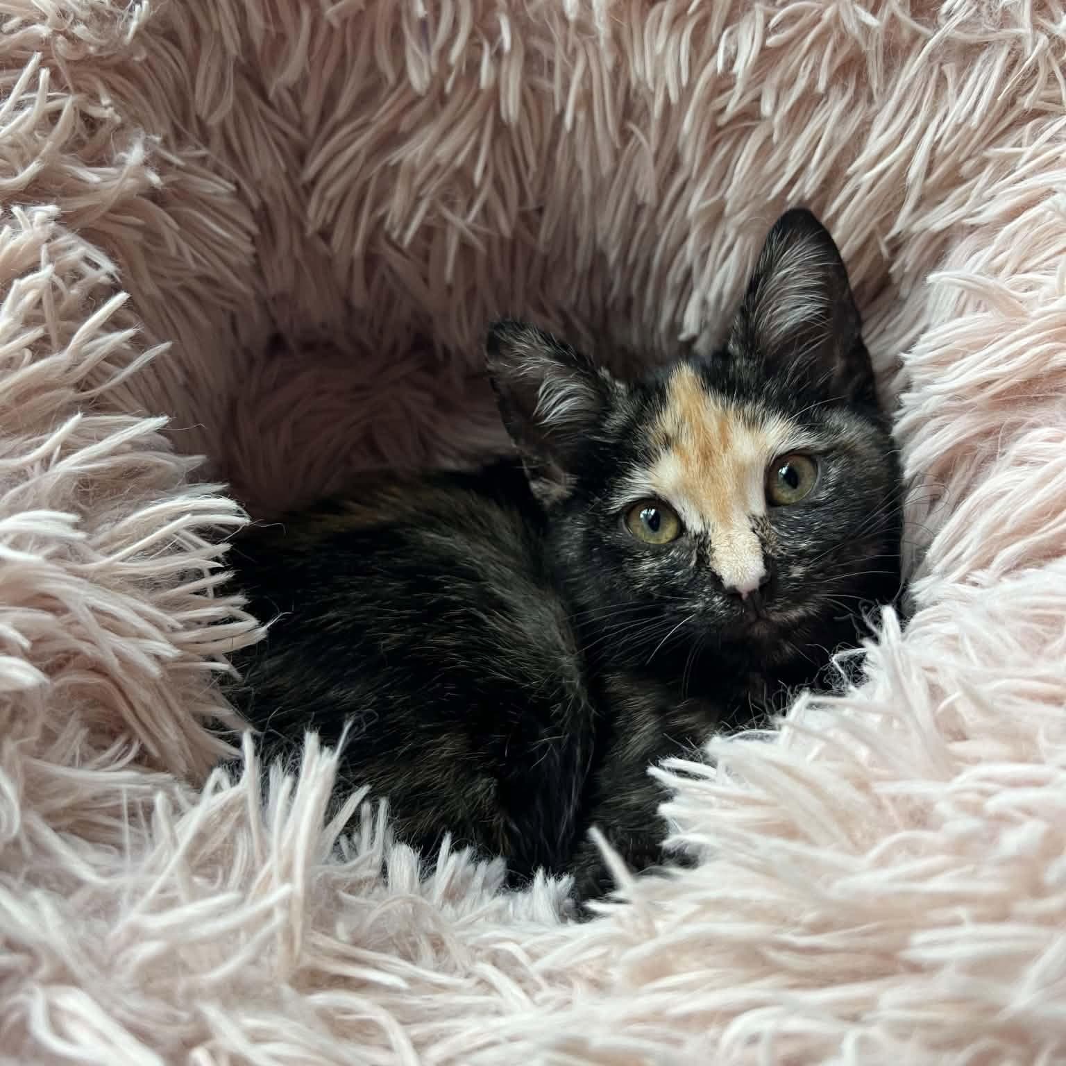 Poe - Domestic Short Hair