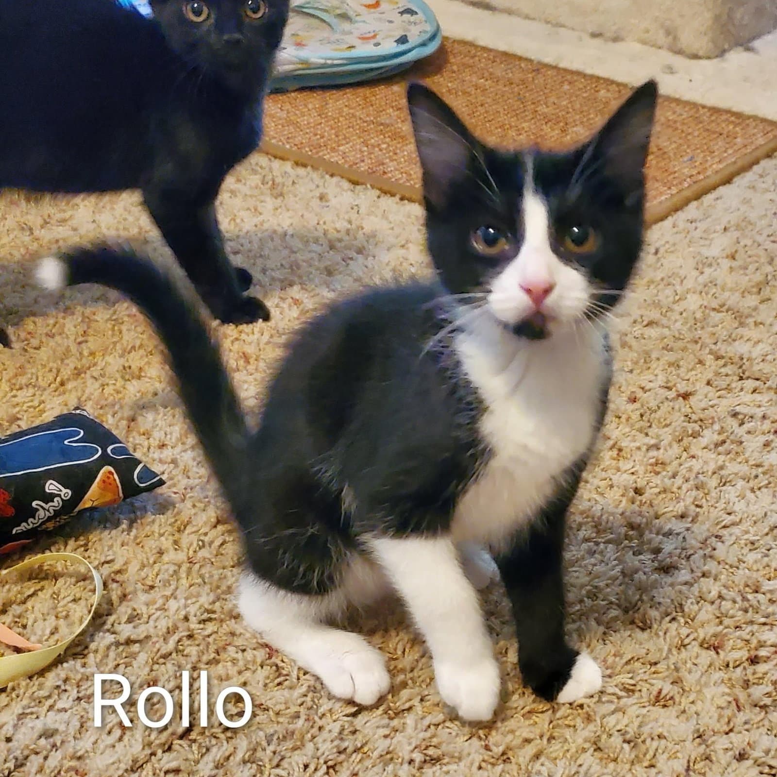 Rollo - Domestic Short Hair
