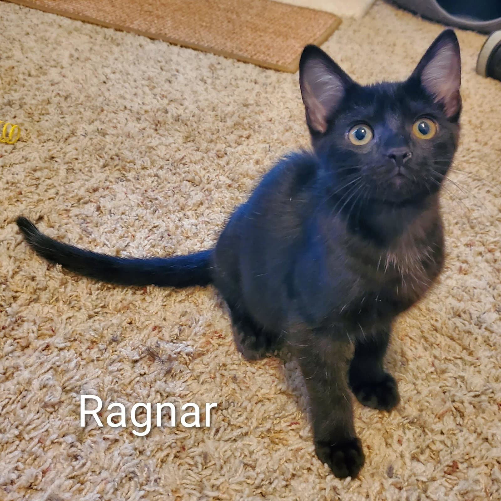 Ragnar - Domestic Short Hair