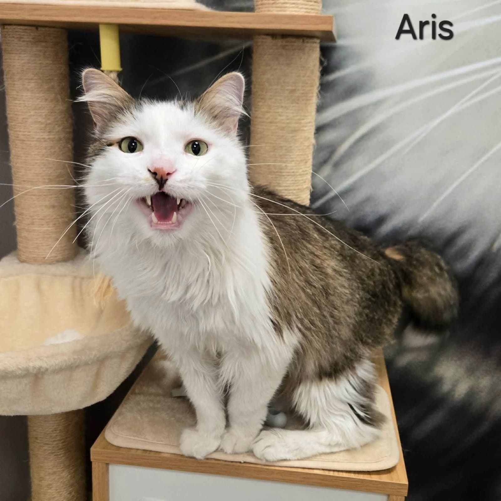 Aris - Domestic Long Hair