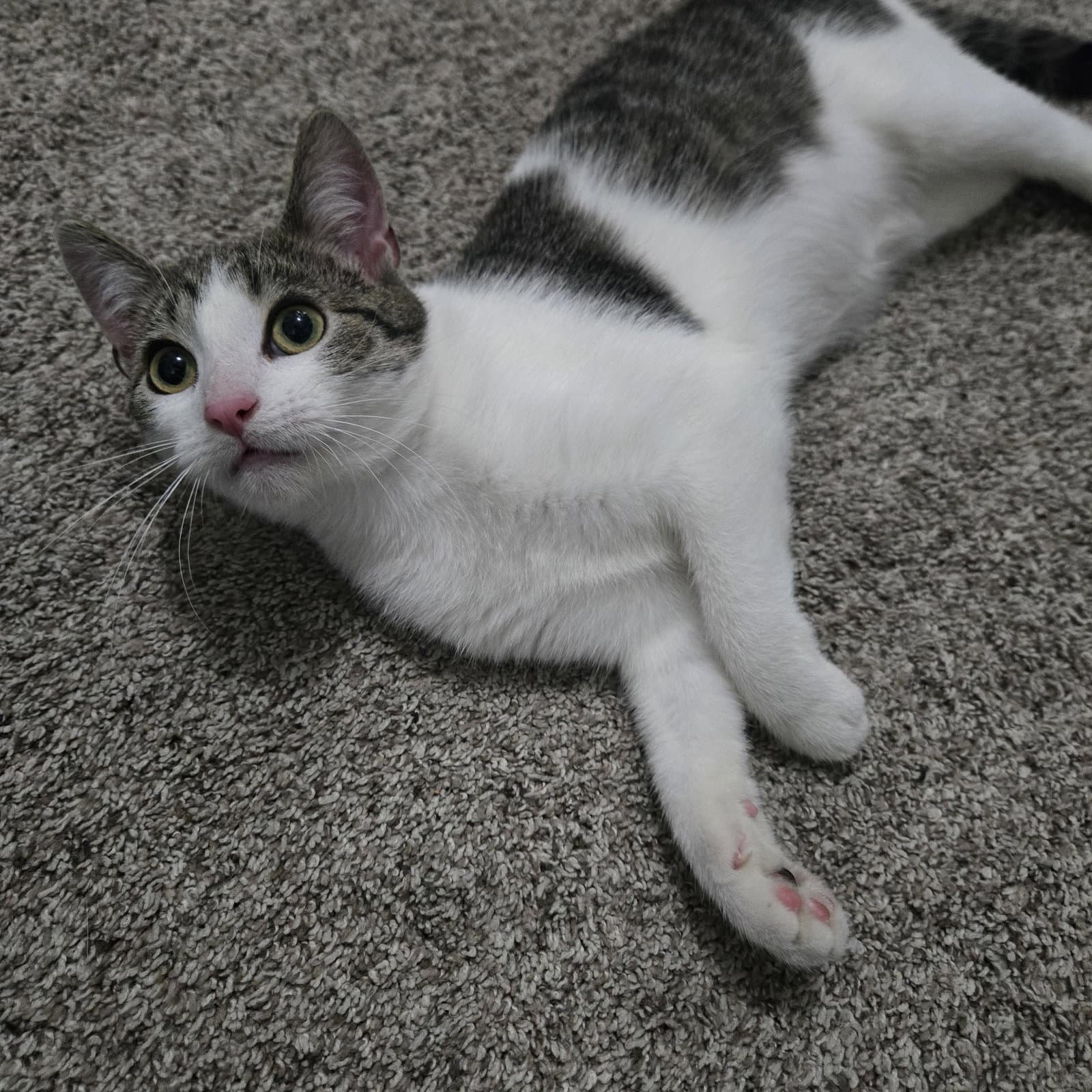 Haven - Domestic Short Hair