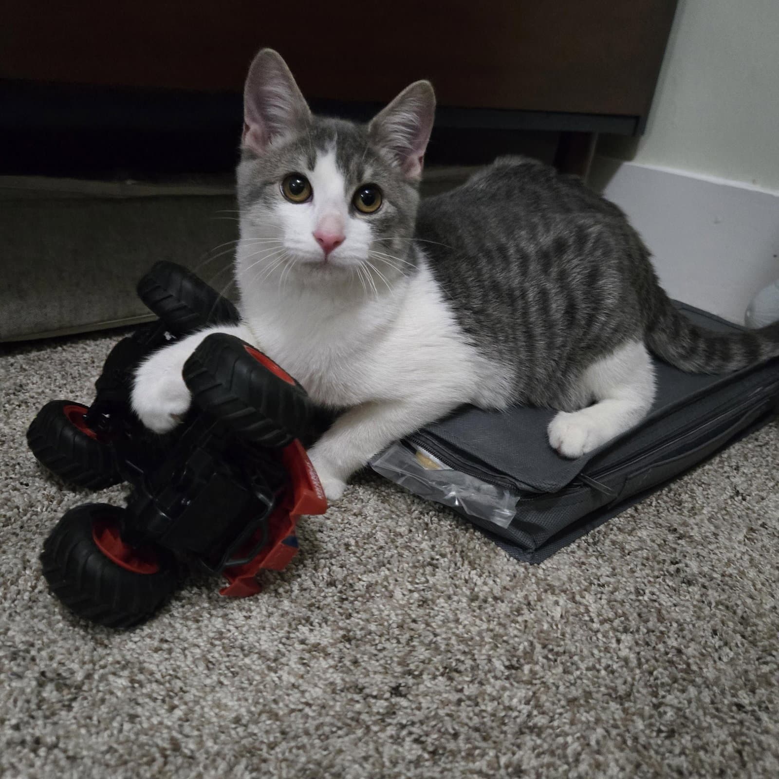 Hal - Domestic Short Hair