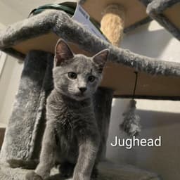 Jughead image 1