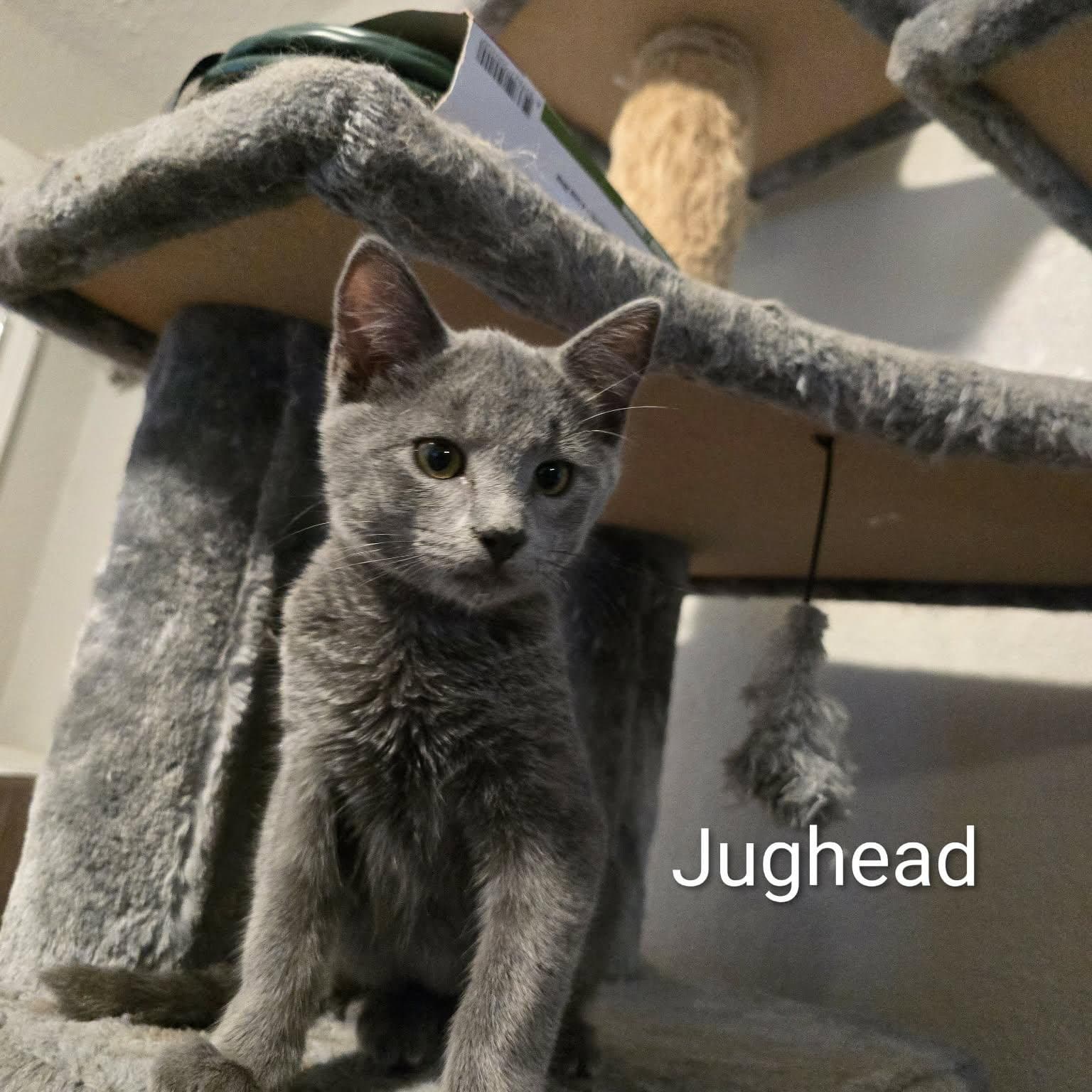 Jughead - Domestic Short Hair