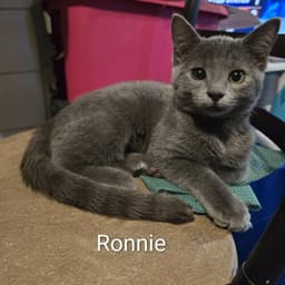Ronnie image 1