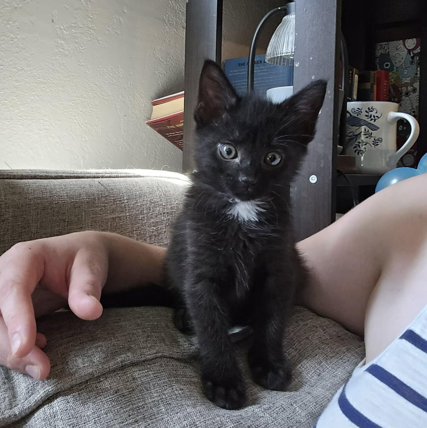 Betty - Domestic Short Hair
