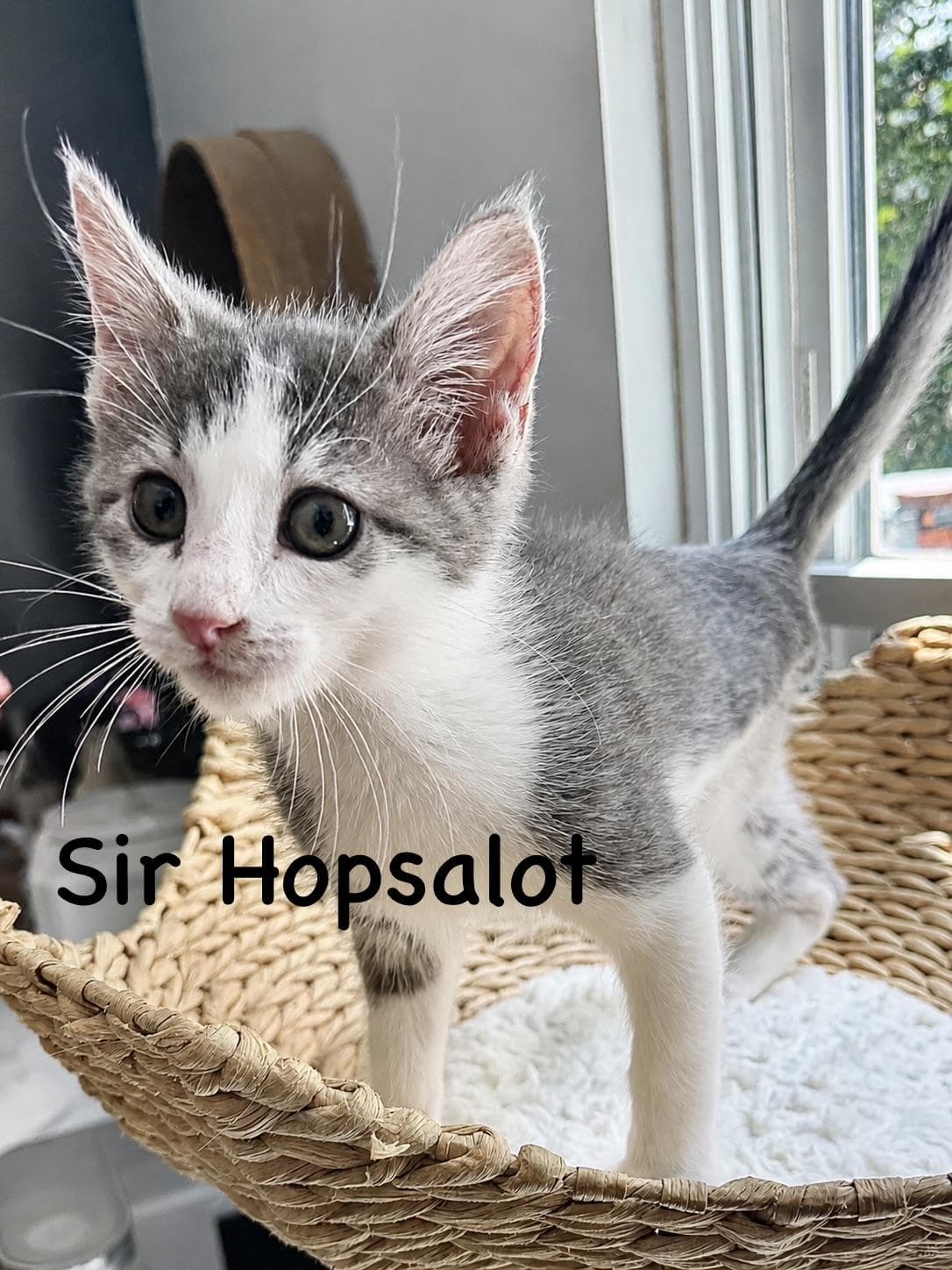Sir Hopsalot - Domestic Short Hair