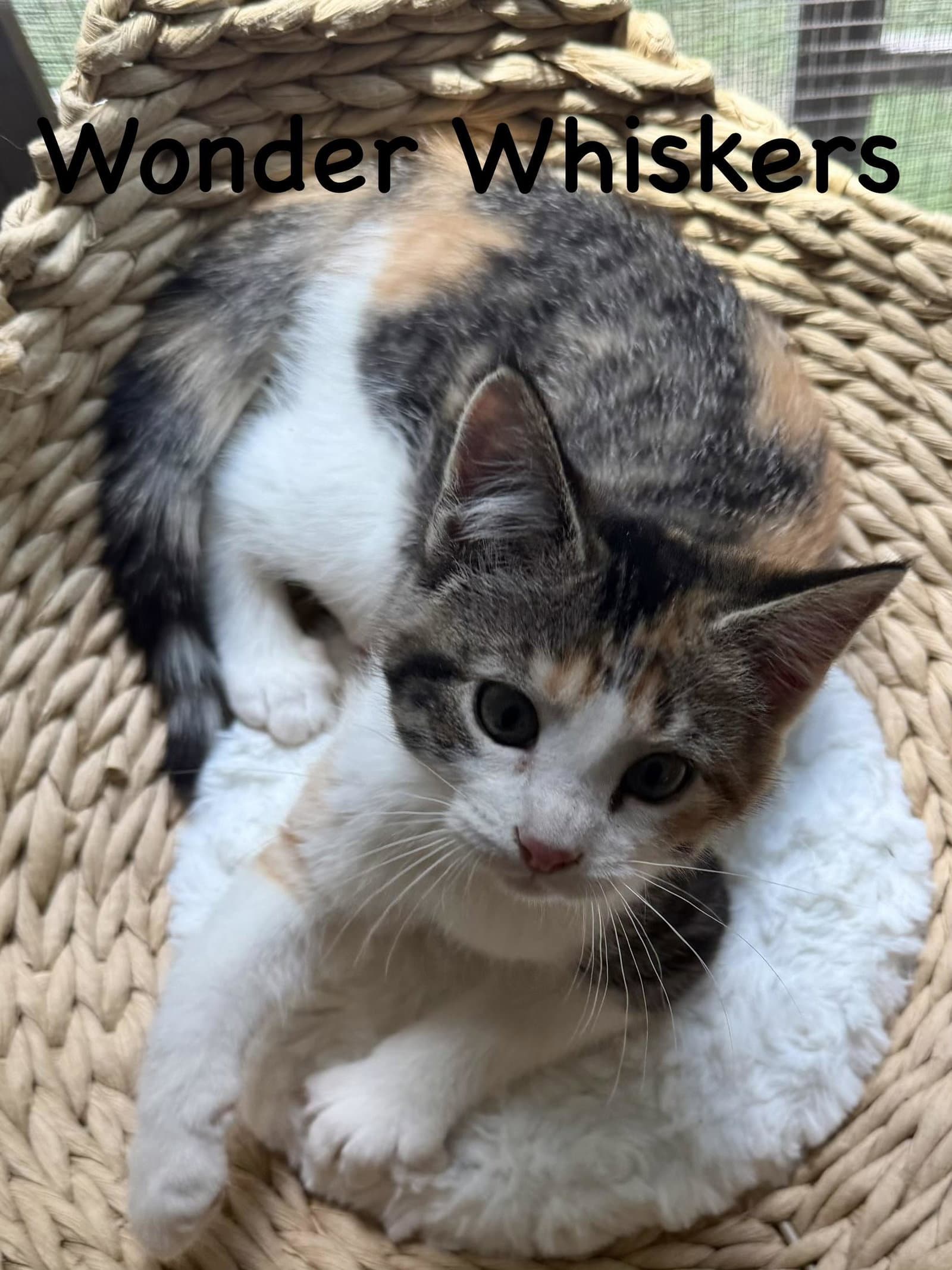 Wonder Whiskers