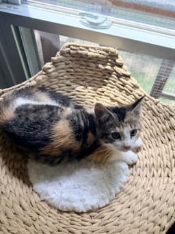 Wonder Whiskers image 3