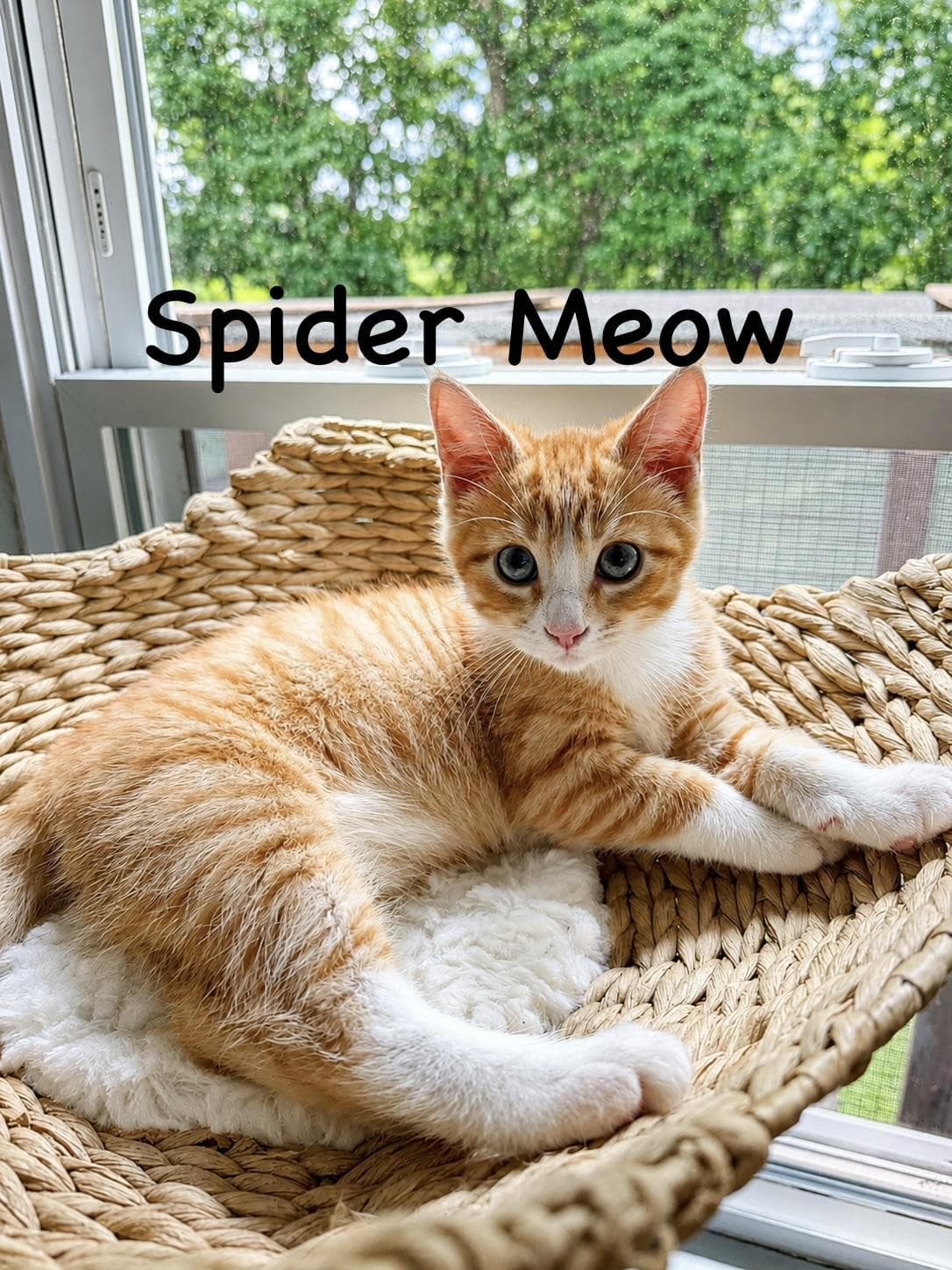 Spider Meow - Domestic Medium Hair