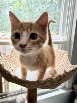 Spider Meow image 3