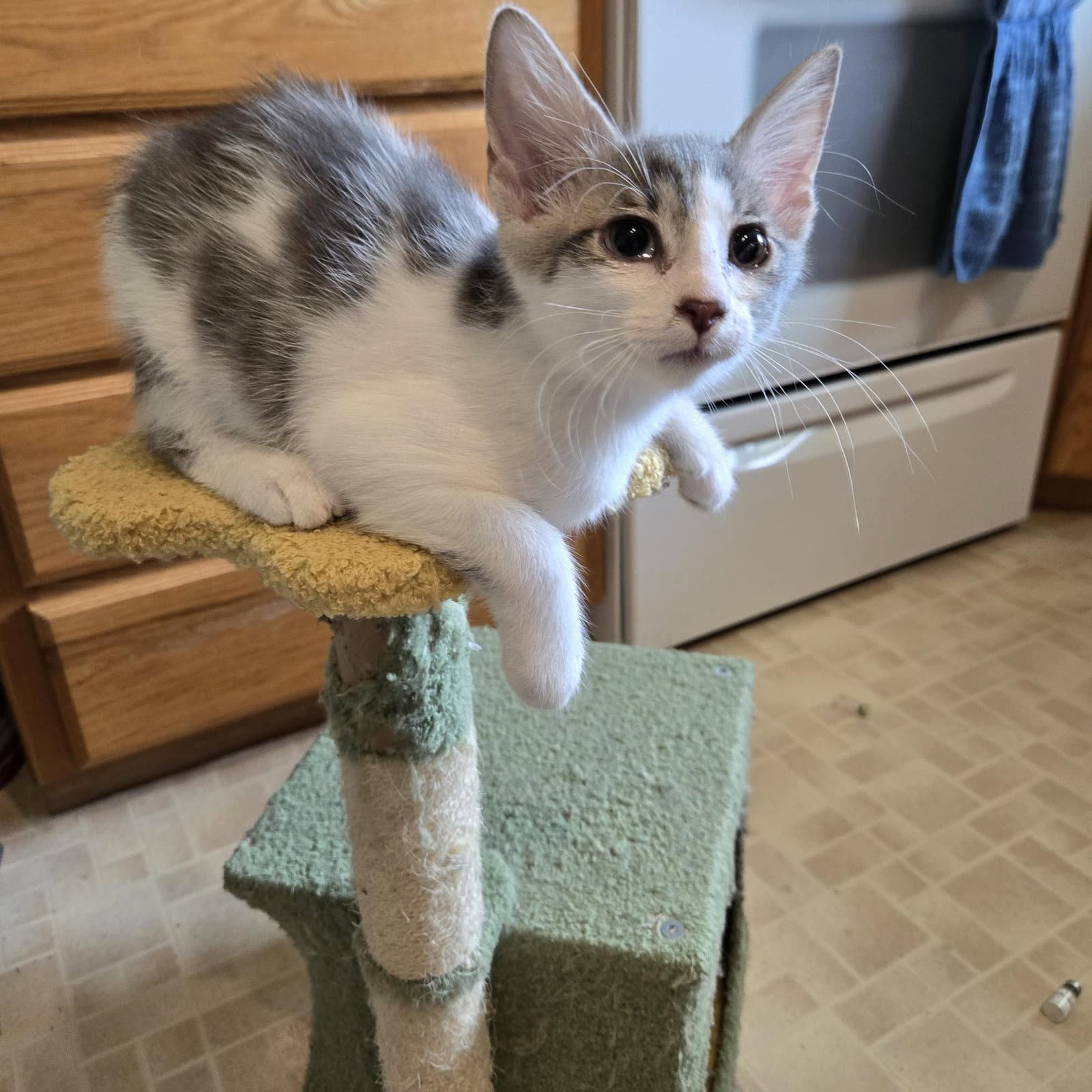 Isaac - Domestic Short Hair