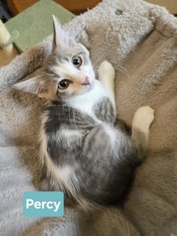 Percy image 1