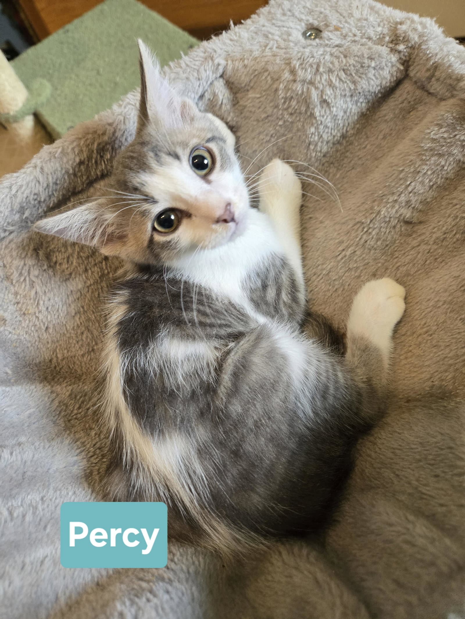 Percy - Domestic Short Hair