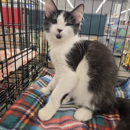Oliver image 1
