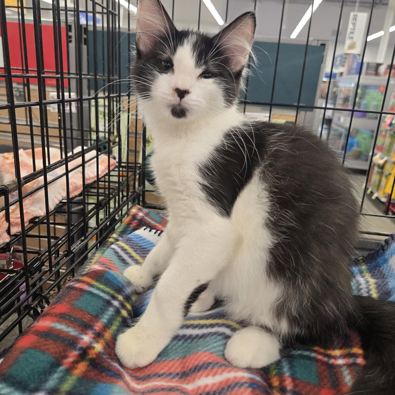 Oliver - Domestic Medium Hair