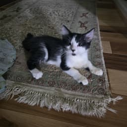 Oliver image 2