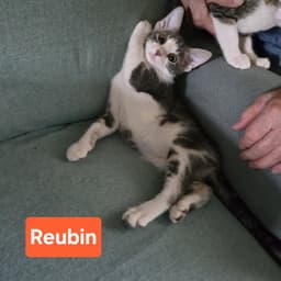 Reubin image 1
