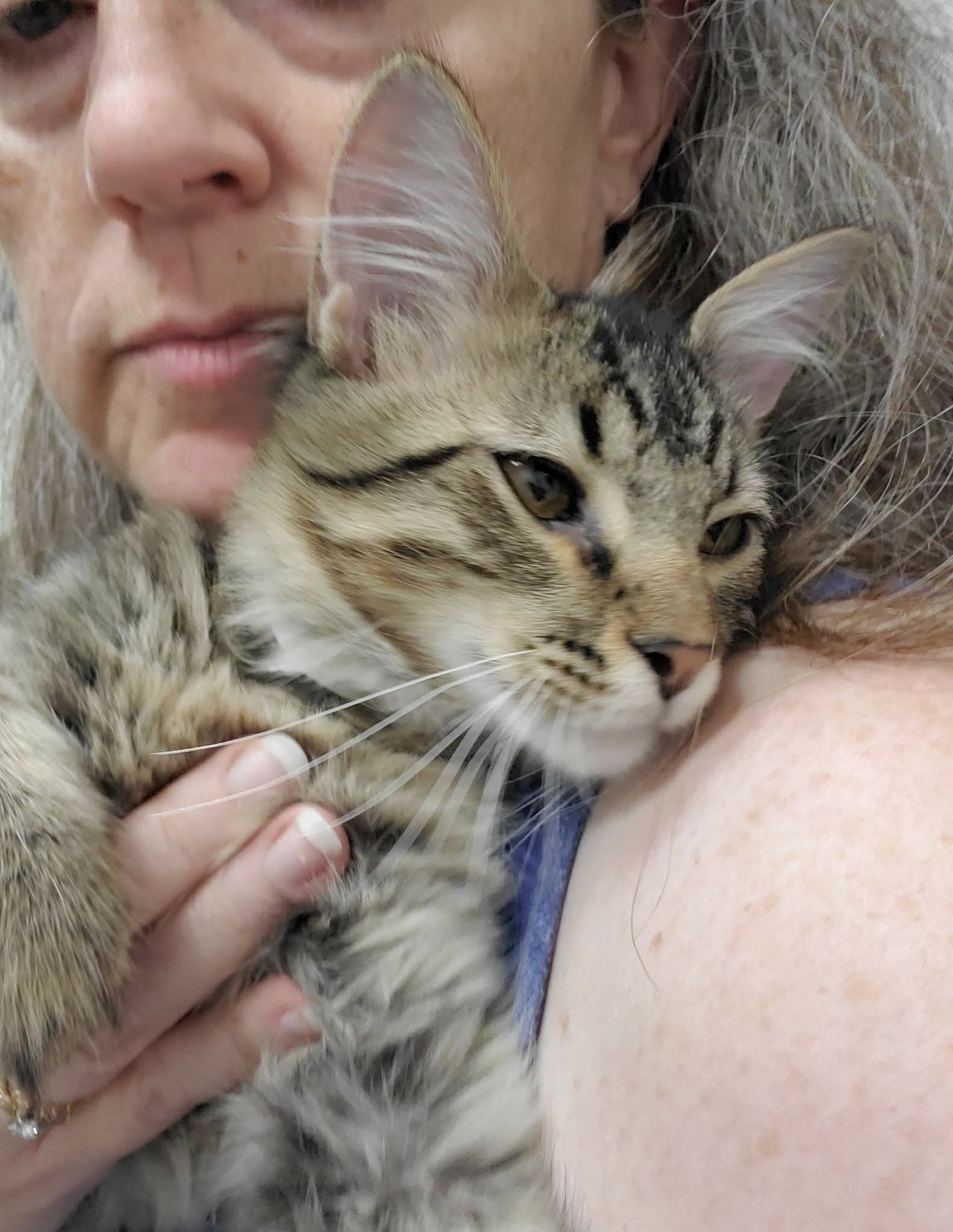 Timothy - Domestic Medium Hair