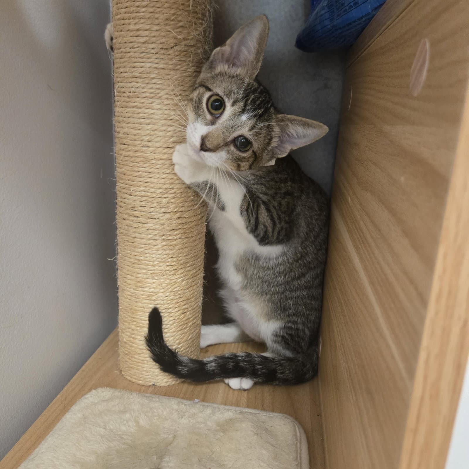Morris - Domestic Short Hair