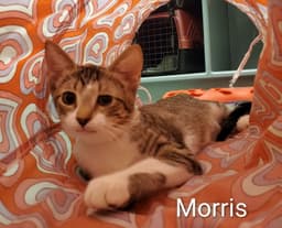 Morris image 2