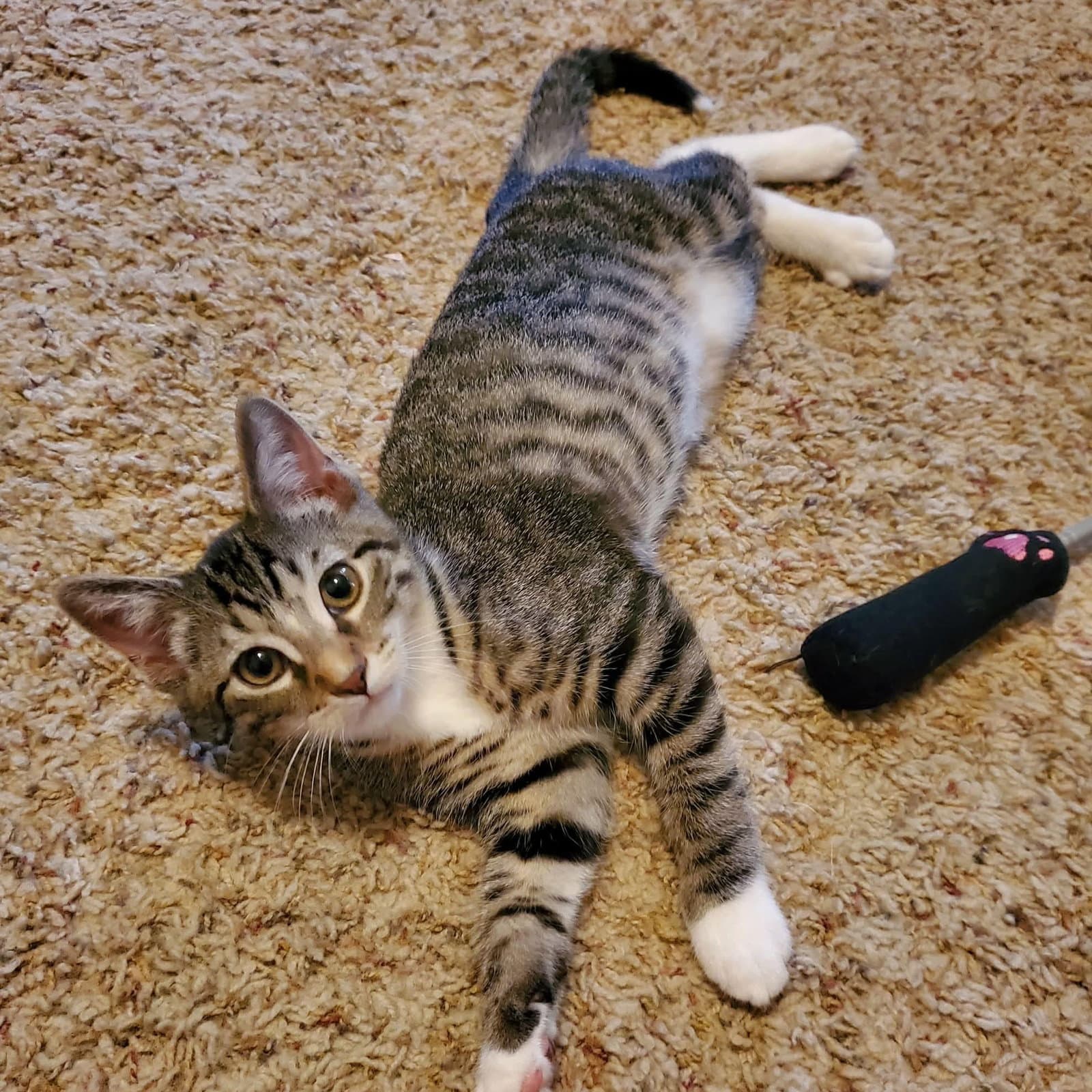 Thunder - Domestic Short Hair