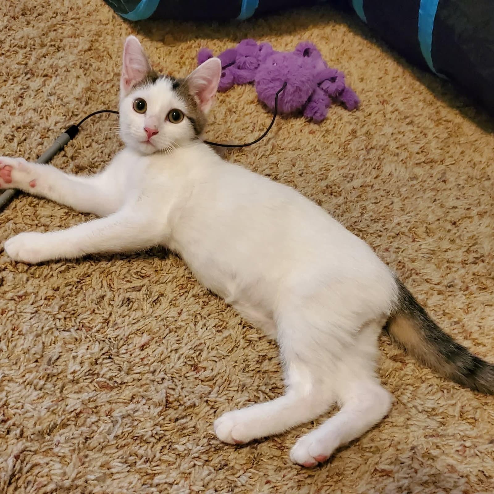 Cyclone - Domestic Short Hair