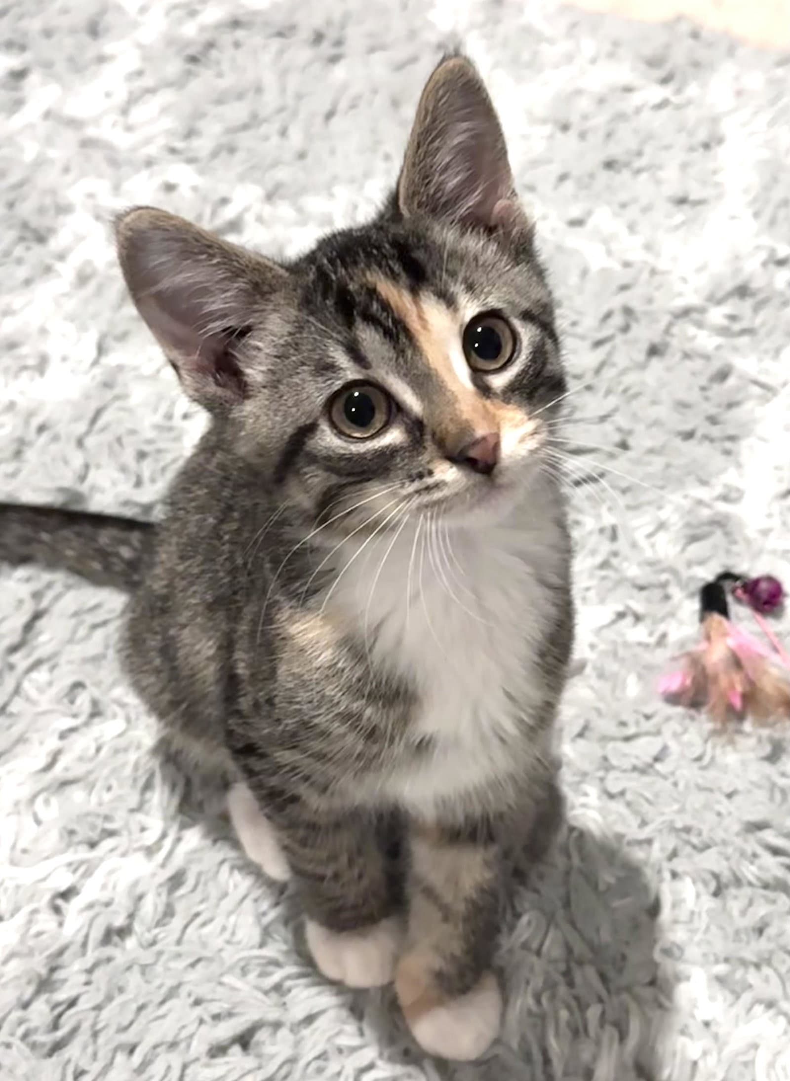 Oreo - Domestic Short Hair