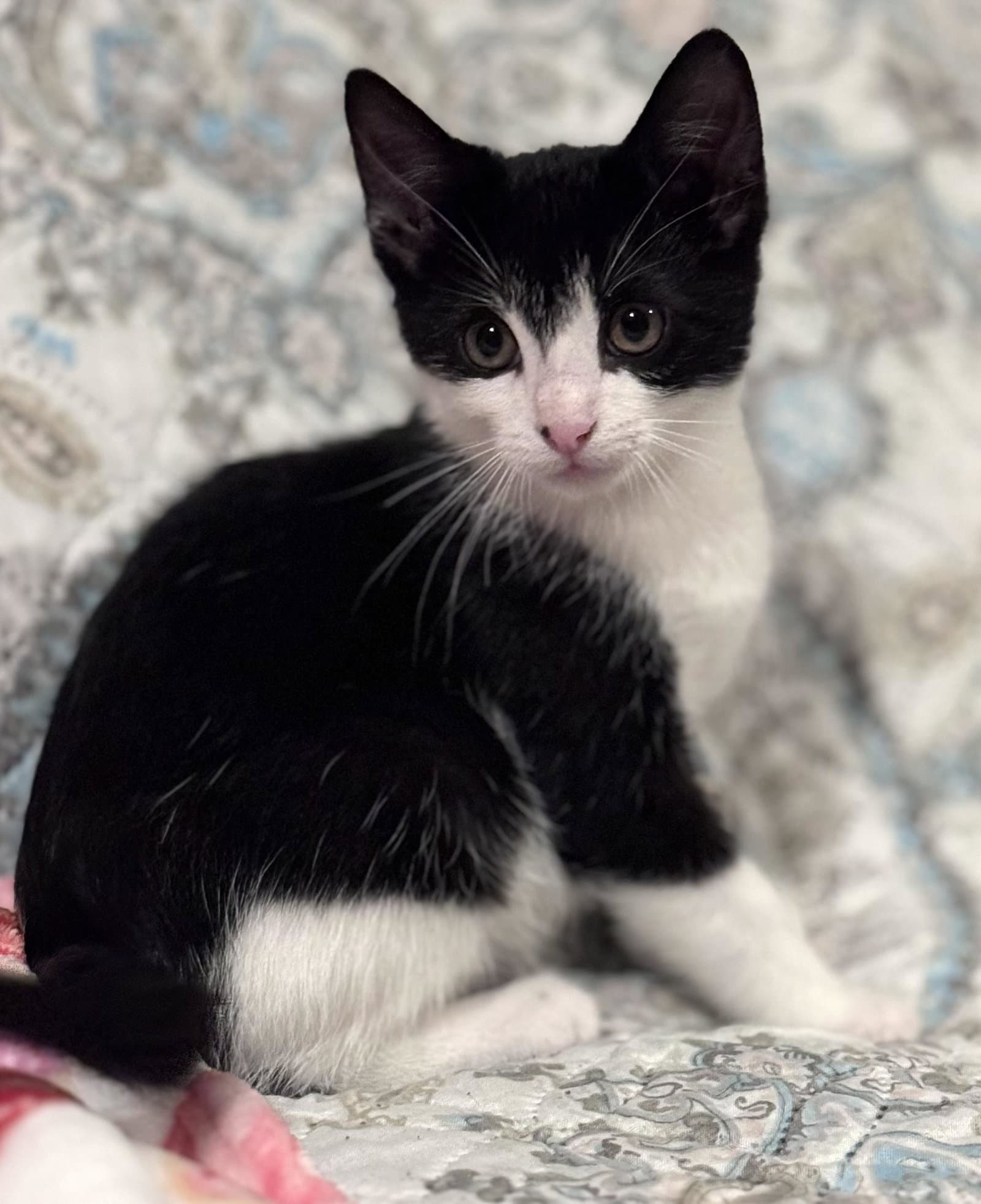 Mochi - Domestic Short Hair