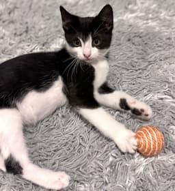 Mochi image 2