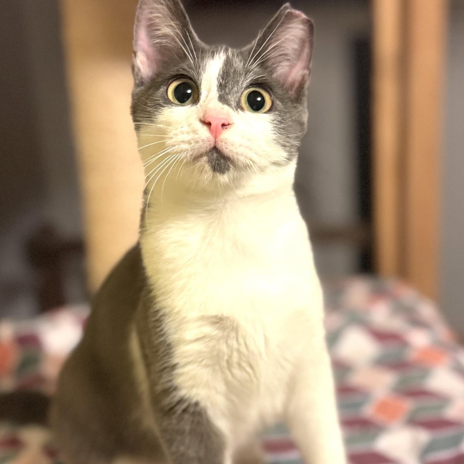 Kai - Domestic Short Hair