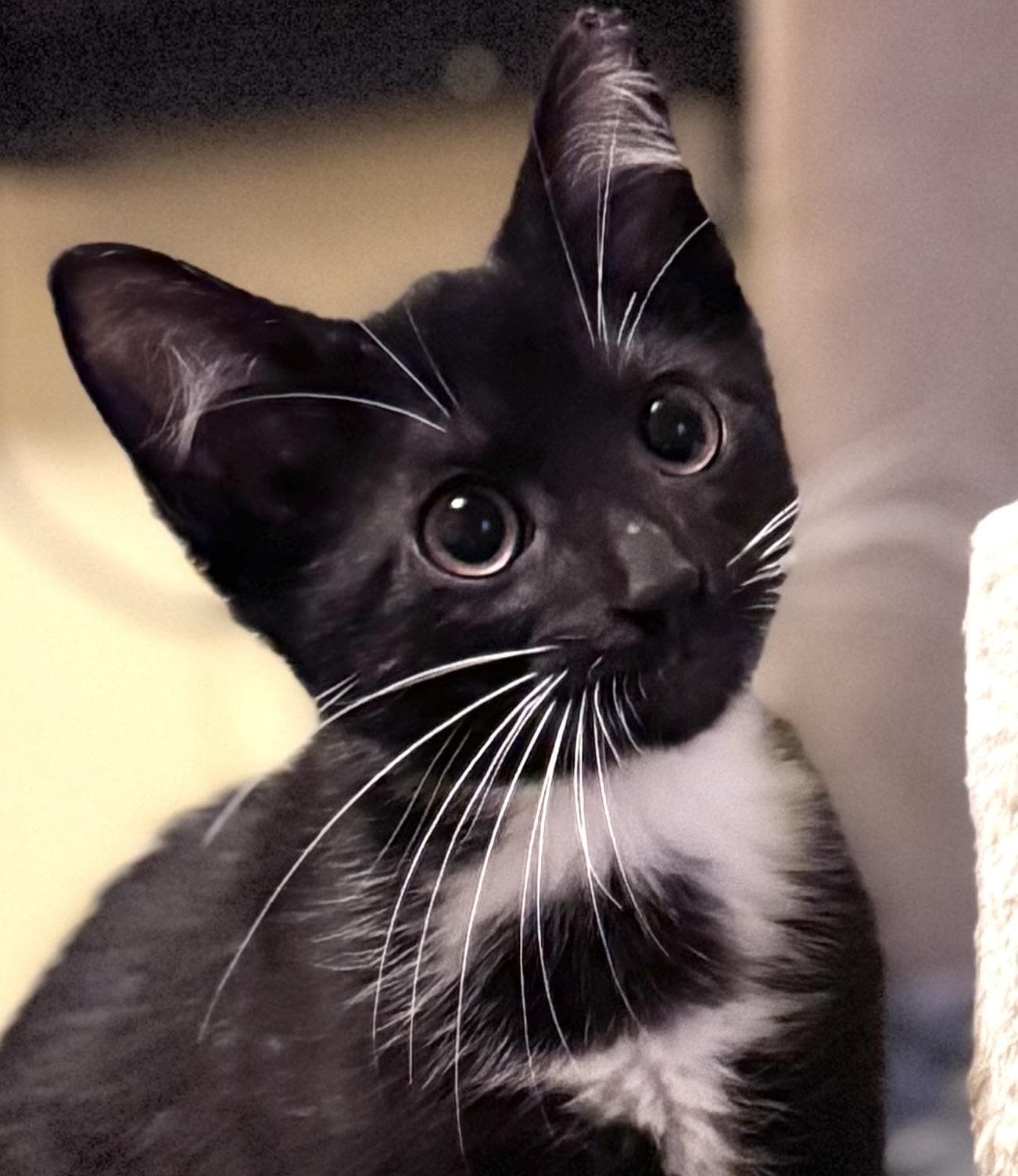 Shimmer - Domestic Medium Hair