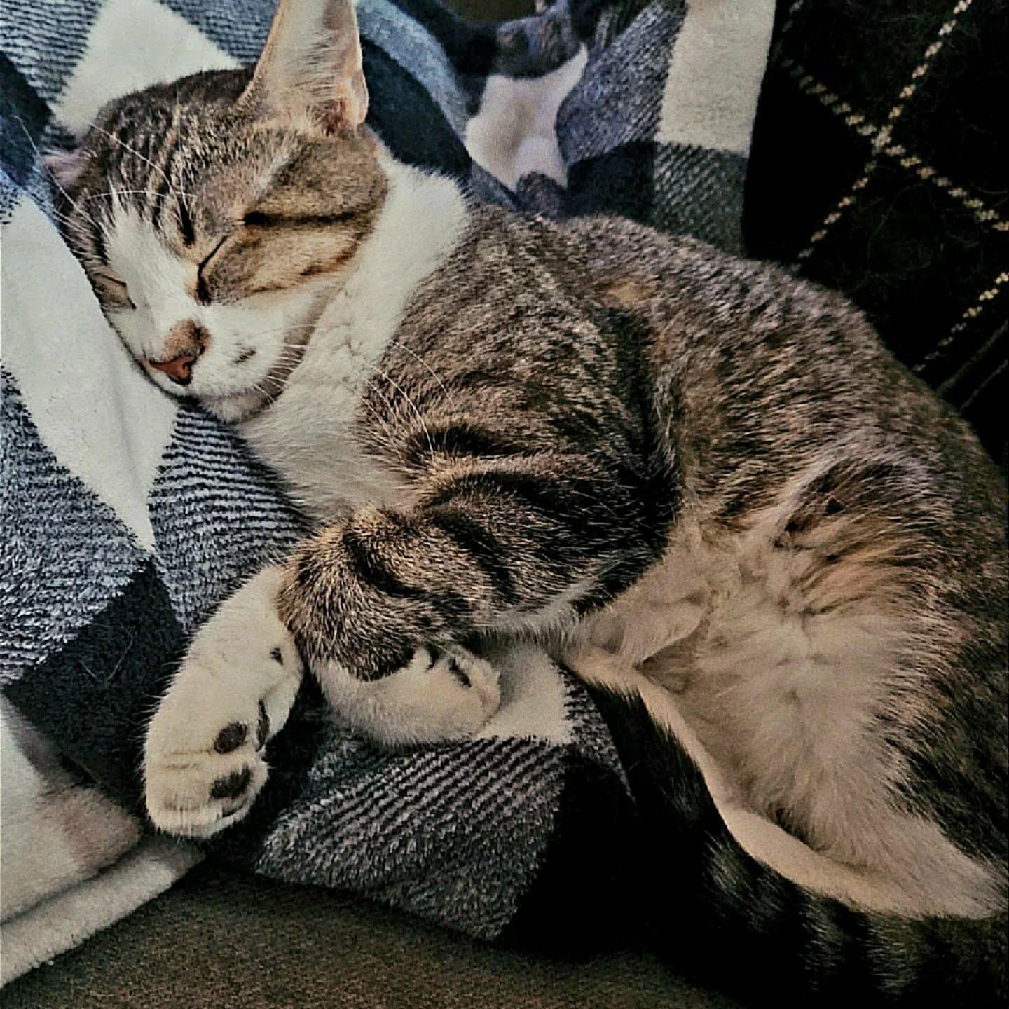 Patrick - Domestic Short Hair