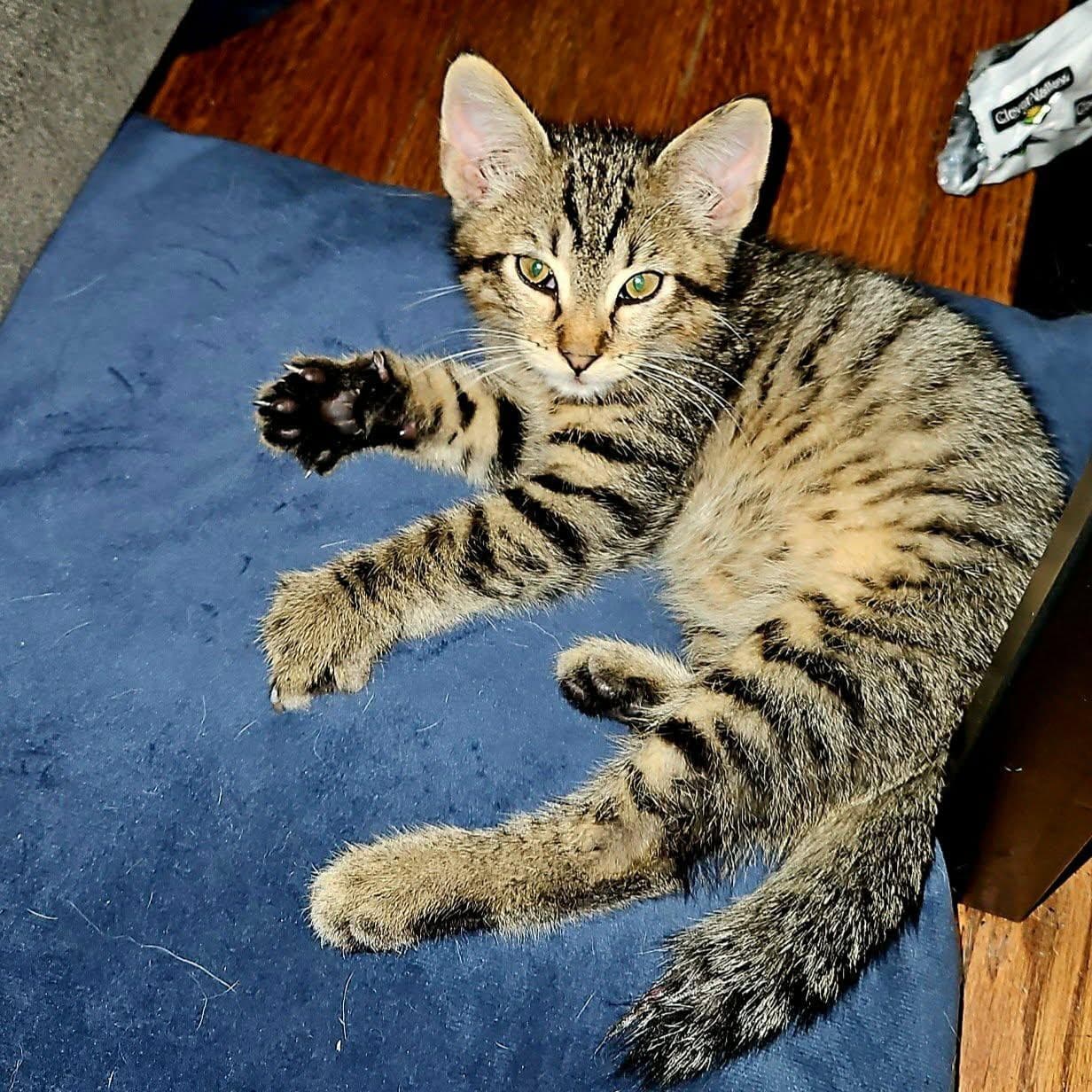 Bobby - Domestic Short Hair